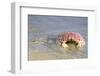 Baja, Sea of Cortez, Gulf of California, Mexico. Magdalena Beach. Close-up of a Box Crab.-Janet Muir-Framed Photographic Print