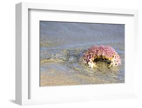 Baja, Sea of Cortez, Gulf of California, Mexico. Magdalena Beach. Close-up of a Box Crab.-Janet Muir-Framed Photographic Print