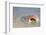 Baja, Sea of Cortez, Gulf of California, Mexico. Magdalena Beach. Close-up of a Box Crab.-Janet Muir-Framed Photographic Print