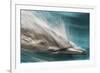 Baja, Sea of Cortez, Gulf of California, Mexico. Motion blur shot of a Long-beaked common dolphin-Janet Muir-Framed Photographic Print