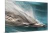 Baja, Sea of Cortez, Gulf of California, Mexico. Motion blur shot of a Long-beaked common dolphin-Janet Muir-Mounted Photographic Print