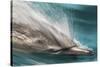 Baja, Sea of Cortez, Gulf of California, Mexico. Motion blur shot of a Long-beaked common dolphin-Janet Muir-Stretched Canvas