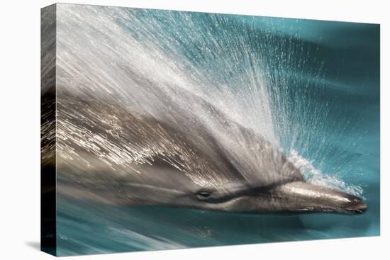 Baja, Sea of Cortez, Gulf of California, Mexico. Motion blur shot of a Long-beaked common dolphin-Janet Muir-Stretched Canvas