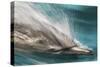 Baja, Sea of Cortez, Gulf of California, Mexico. Motion blur shot of a Long-beaked common dolphin-Janet Muir-Stretched Canvas
