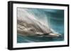 Baja, Sea of Cortez, Gulf of California, Mexico. Motion blur shot of a Long-beaked common dolphin-Janet Muir-Framed Photographic Print