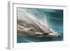 Baja, Sea of Cortez, Gulf of California, Mexico. Motion blur shot of a Long-beaked common dolphin-Janet Muir-Framed Photographic Print