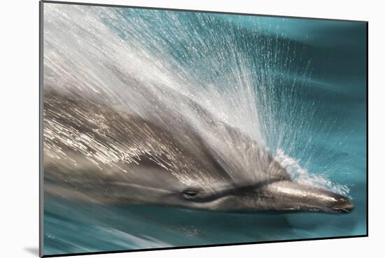 Baja, Sea of Cortez, Gulf of California, Mexico. Motion blur shot of a Long-beaked common dolphin-Janet Muir-Mounted Photographic Print