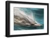 Baja, Sea of Cortez, Gulf of California, Mexico. Motion blur shot of a Long-beaked common dolphin-Janet Muir-Framed Photographic Print