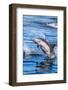 Baja, Sea of Cortez, UNESCO Site, 'Aquarium of the World' Long-beaked common dolphin breaching.-Janet Muir-Framed Photographic Print