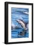 Baja, Sea of Cortez, UNESCO Site, 'Aquarium of the World' Long-beaked common dolphin breaching.-Janet Muir-Framed Photographic Print