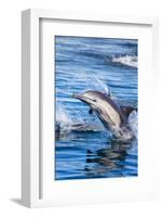 Baja, Sea of Cortez, UNESCO Site, 'Aquarium of the World' Long-beaked common dolphin breaching.-Janet Muir-Framed Photographic Print