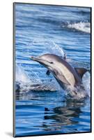 Baja, Sea of Cortez, UNESCO Site, 'Aquarium of the World' Long-beaked common dolphin breaching.-Janet Muir-Mounted Photographic Print