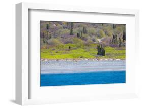 Baja, Sea of Cortez, UNESCO Site, Desert landscape in springtime.-Janet Muir-Framed Photographic Print