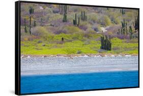 Baja, Sea of Cortez, UNESCO Site, Desert landscape in springtime.-Janet Muir-Framed Stretched Canvas