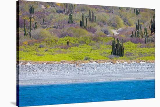 Baja, Sea of Cortez, UNESCO Site, Desert landscape in springtime.-Janet Muir-Stretched Canvas