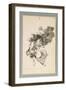 Bajan Riñendo, or They Go Down Quarrelling (Brush and Grey Wash with Scraping on Paper)-Francisco de Goya-Framed Giclee Print