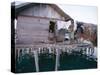 Bajau Family in Stilt House Over the Sea, with Fish Drying on Platform Outside, Sabah, Malaysia-Lousie Murray-Stretched Canvas