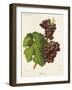 Bakator Grape-J. Troncy-Framed Giclee Print