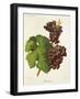 Bakator Grape-J. Troncy-Framed Giclee Print