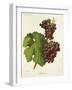 Bakator Grape-J. Troncy-Framed Giclee Print