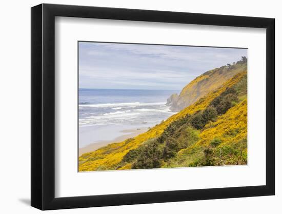 Baker Beach, Oregon, USA. Yellow flowers on hillsides on the Oregon coast.-Emily Wilson-Framed Photographic Print