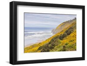 Baker Beach, Oregon, USA. Yellow flowers on hillsides on the Oregon coast.-Emily Wilson-Framed Photographic Print
