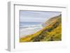 Baker Beach, Oregon, USA. Yellow flowers on hillsides on the Oregon coast.-Emily Wilson-Framed Photographic Print