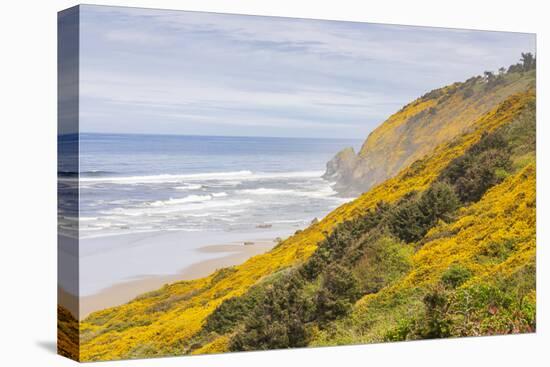 Baker Beach, Oregon, USA. Yellow flowers on hillsides on the Oregon coast.-Emily Wilson-Stretched Canvas