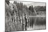 Baker Lake Pilings-Dana Styber-Mounted Photographic Print