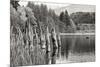 Baker Lake Pilings-Dana Styber-Mounted Photographic Print