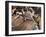 Balafon Players During Festivities, Sikasso, Mali, Africa-De Mann Jean-Pierre-Framed Photographic Print