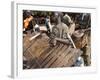 Balafon Players During Festivities, Sikasso, Mali, Africa-De Mann Jean-Pierre-Framed Photographic Print