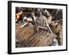 Balafon Players During Festivities, Sikasso, Mali, Africa-De Mann Jean-Pierre-Framed Photographic Print