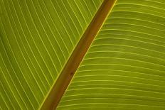 Close-Up of Plantain Leaf-Balan Madhavan-Photographic Print