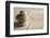 Balance (Shallow Depth of Field)-og-vision-Framed Photographic Print