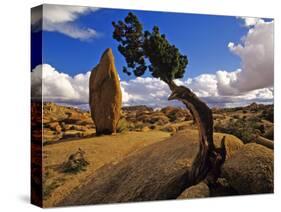 Balanced Rock and Juniper, Joshua Tree National Park, California, USA-Chuck Haney-Stretched Canvas