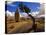 Balanced Rock and Juniper, Joshua Tree National Park, California, USA-Chuck Haney-Stretched Canvas
