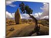 Balanced Rock and Juniper, Joshua Tree National Park, California, USA-Chuck Haney-Mounted Premium Photographic Print