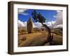 Balanced Rock and Juniper, Joshua Tree National Park, California, USA-Chuck Haney-Framed Photographic Print