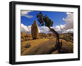 Balanced Rock and Juniper, Joshua Tree National Park, California, USA-Chuck Haney-Framed Photographic Print