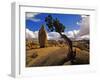 Balanced Rock and Juniper, Joshua Tree National Park, California, USA-Chuck Haney-Framed Photographic Print