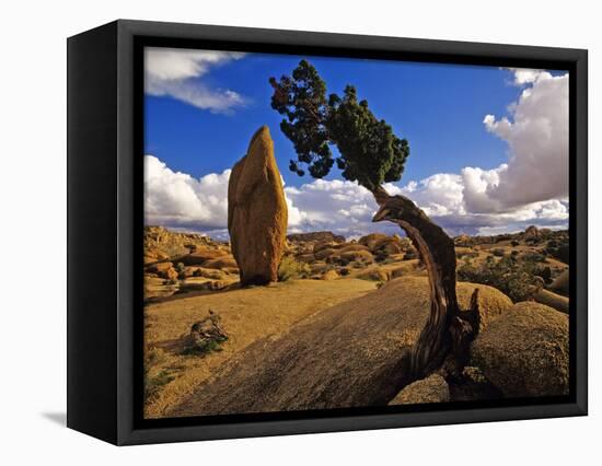 Balanced Rock and Juniper, Joshua Tree National Park, California, USA-Chuck Haney-Framed Stretched Canvas