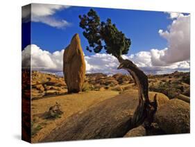 Balanced Rock and Juniper, Joshua Tree National Park, California, USA-Chuck Haney-Stretched Canvas