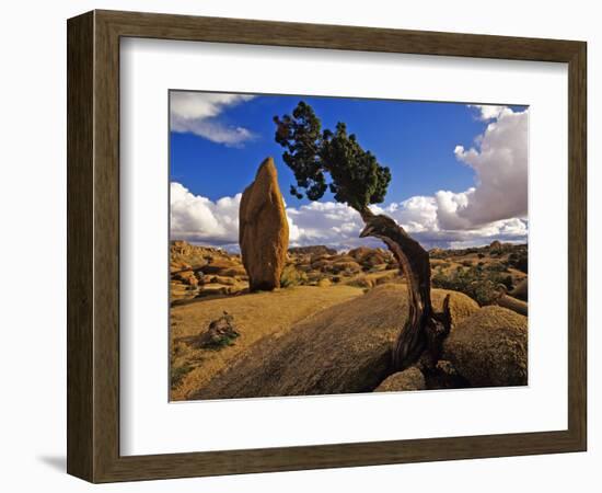 Balanced Rock and Juniper, Joshua Tree National Park, California, USA-Chuck Haney-Framed Photographic Print