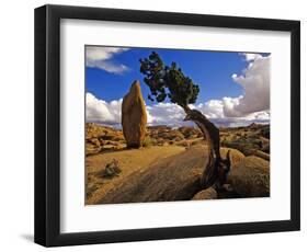 Balanced Rock and Juniper, Joshua Tree National Park, California, USA-Chuck Haney-Framed Photographic Print