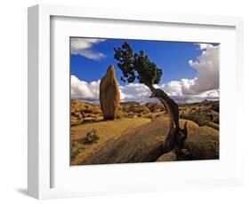 Balanced Rock and Juniper, Joshua Tree National Park, California, USA-Chuck Haney-Framed Photographic Print