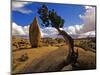 Balanced Rock and Juniper, Joshua Tree National Park, California, USA-Chuck Haney-Mounted Photographic Print