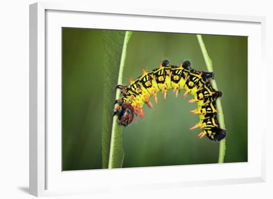 Balancing Act-Jimmy Hoffman-Framed Photographic Print