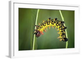 Balancing Act-Jimmy Hoffman-Framed Photographic Print