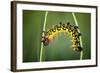 Balancing Act-Jimmy Hoffman-Framed Photographic Print